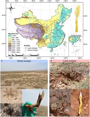 Frontiers | Revealing ecotype influences on Cistanche sinensis